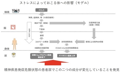 ニュースリリース 精神疾患発症の予兆を発見 島根大学医学部